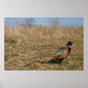 Ringnek Pheasant Poster
