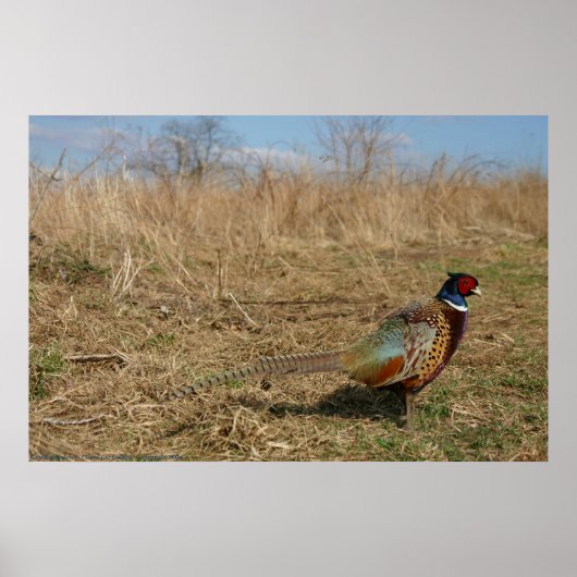 Ringnek Pheasant Poster (Voorkant)