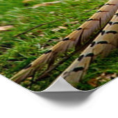 Ringnek Pheasant Poster (Hoek)