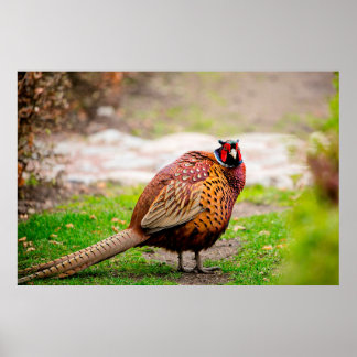Ringnek Pheasant Poster