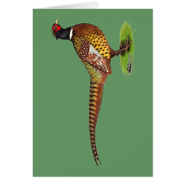 Ringnek Pheasant Rooster (Voorkant)