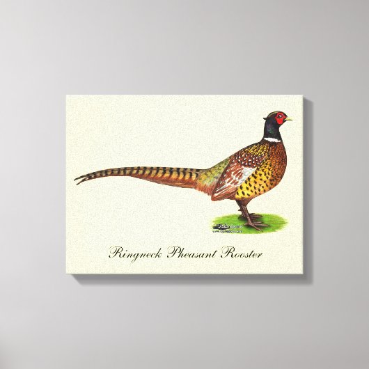 Ringnek Pheasant Rooster Canvas Afdruk (Voorkant)