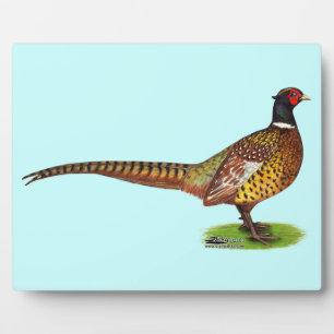 Ringnek Pheasant Rooster Fotoplaat