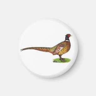Ringnek Pheasant Rooster Magneet