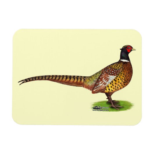 Ringnek Pheasant Rooster Magneet (Horizontaal)