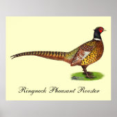 Ringnek Pheasant Rooster Poster (Voorkant)