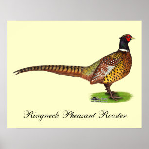 Ringnek Pheasant Rooster Poster