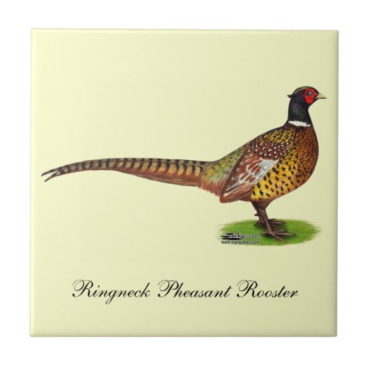 Ringnek Pheasant Rooster Tegeltje (Voorkant)