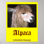 Ringo het Poster van Alpaca (Voorkant)