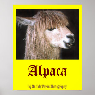 Ringo het Poster van Alpaca