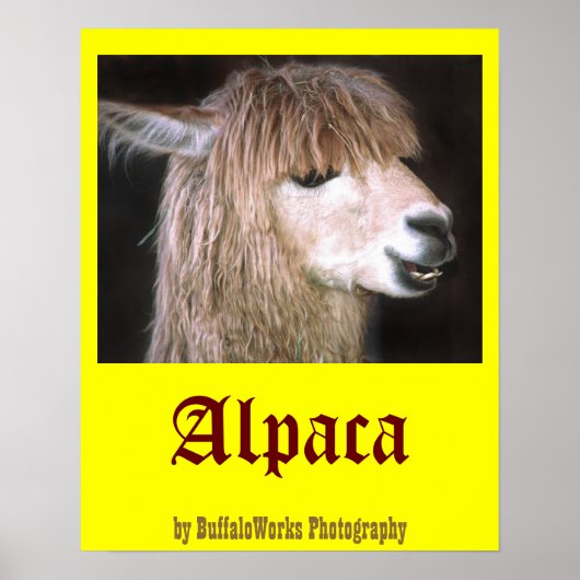 Ringo het Poster van Alpaca (Voorkant)