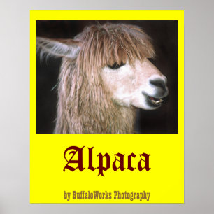 Ringo het Poster van Alpaca