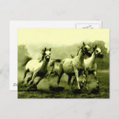 Ringpaarden Briefkaart (Voorkant / Achterkant)