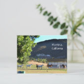 Ringpaarden in Murrieta, CA Briefkaart (Staand voorkant)