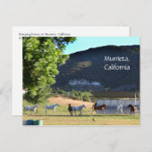 Ringpaarden in Murrieta, CA Briefkaart (Voorkant / Achterkant)