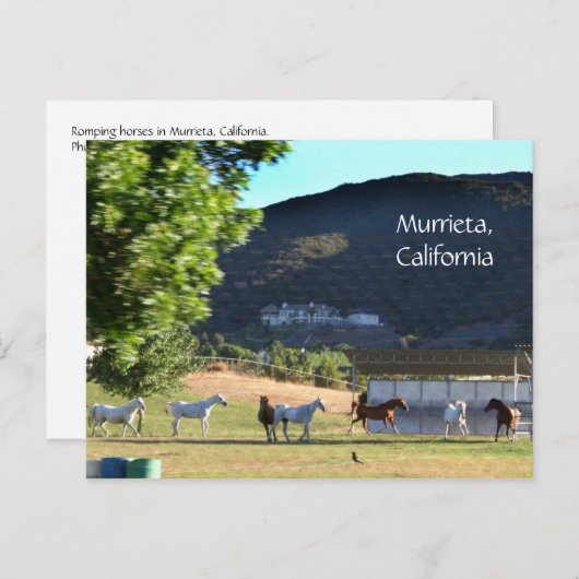 Ringpaarden in Murrieta, CA Briefkaart (Voorkant / Achterkant)
