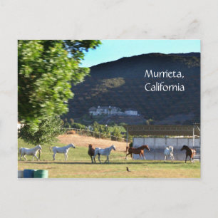 Ringpaarden in Murrieta, CA Briefkaart