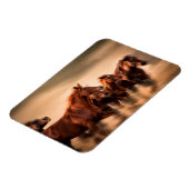 Ringpaarden Magneet (Linkerzijde)