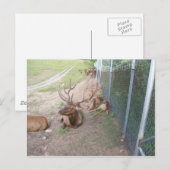 ringrendier briefkaart (Voorkant / Achterkant)