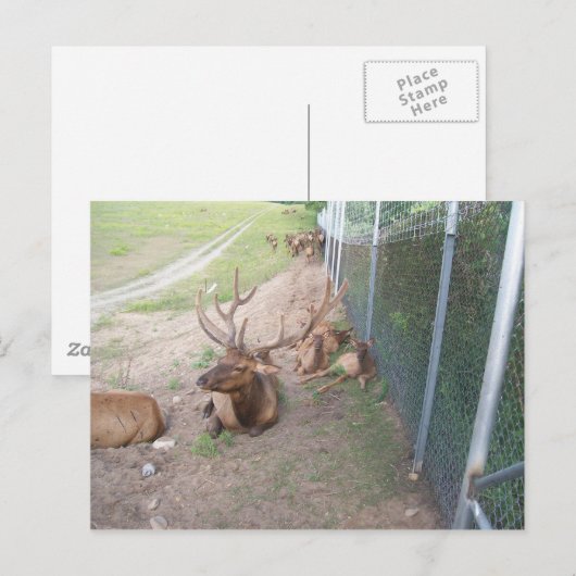 ringrendier briefkaart (Voorkant / Achterkant)