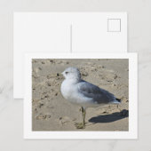 ringsgefactureerde meeuw feestdagenkaart (Voorkant / Achterkant)