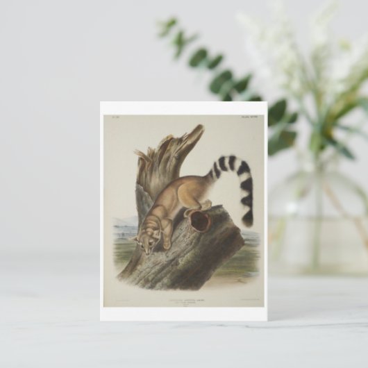 Ringstaart Briefkaart (Staand voorkant)