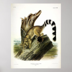 Ringstaartbassaris, ringstaart met Audubon Poster