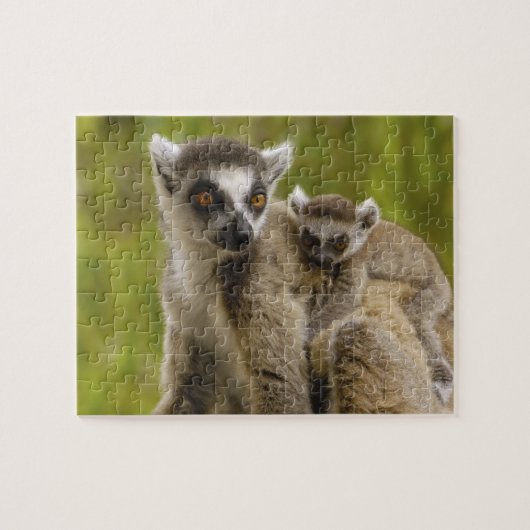 Ringstaartcitroenen (Lemur catta) Moeder en baby. Legpuzzel (Horizontaal)