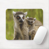 Ringstaartcitroenen (Lemur catta) Moeder en baby. Muismat (Met muis)