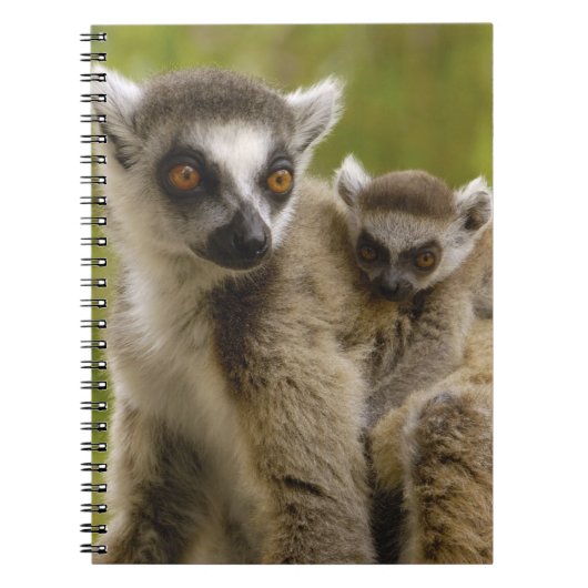 Ringstaartcitroenen (Lemur catta) Moeder en baby. Notitieboek (Voorkant)