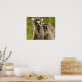 Ringstaartcitroenen (Lemur catta) Moeder en baby. Poster (Keuken)