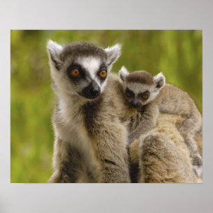 Ringstaartcitroenen (Lemur catta) Moeder en baby. Poster