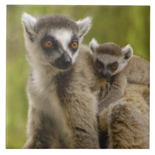 Ringstaartcitroenen (Lemur catta) Moeder en baby. Tegeltje