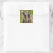 Ringstaartcitroenen (Lemur catta) Moeder en baby. Vierkante Sticker (Tas)