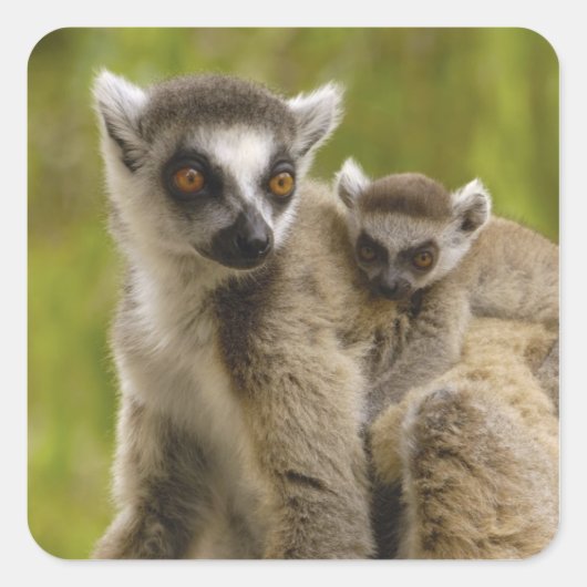 Ringstaartcitroenen (Lemur catta) Moeder en baby. Vierkante Sticker (Voorkant)