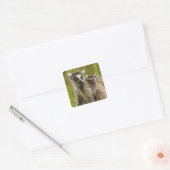 Ringstaartcitroenen (Lemur catta) Moeder en baby. Vierkante Sticker (Envelop)