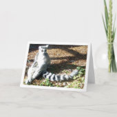 Ringstaartcitroenmoer met gekruiste benen kaart (Voorkant)