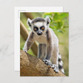 Ringstaartcitroenstaart Briefkaart (Voorkant / Achterkant)