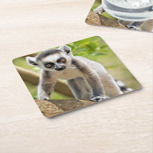 Ringstaartcitroenstaart Kartonnen Onderzetters (Schuin)