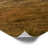 Ringstaartcitroenstaart Poster (Hoek)