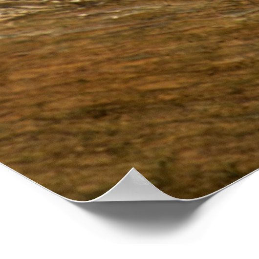 Ringstaartcitroenstaart Poster (Hoek)