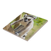 Ringstaartcitroenstaart Tegeltje (Zijkant)