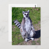 Ringstaartcitroenzetmeel op gras briefkaart (Voorkant / Achterkant)