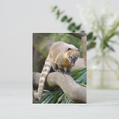 Ringstaartcoati op bijkantoor briefkaart (Staand voorkant)