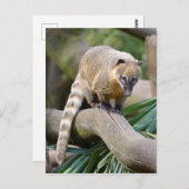 Ringstaartcoati op bijkantoor briefkaart (Voorkant / Achterkant)