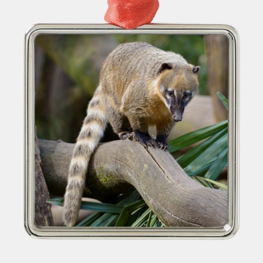 Ringstaartcoati op bijkantoor metalen ornament (Voorkant)