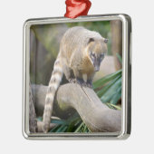 Ringstaartcoati op bijkantoor metalen ornament (Links)