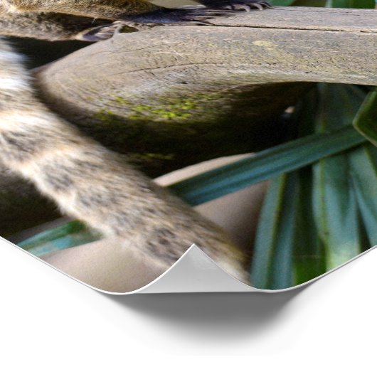 Ringstaartcoati op bijkantoor poster (Hoek)