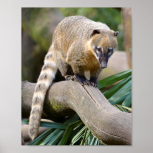 Ringstaartcoati op bijkantoor poster