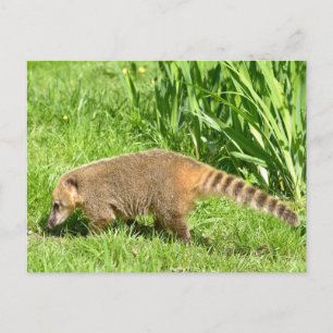 Ringstaartcoati op gras briefkaart